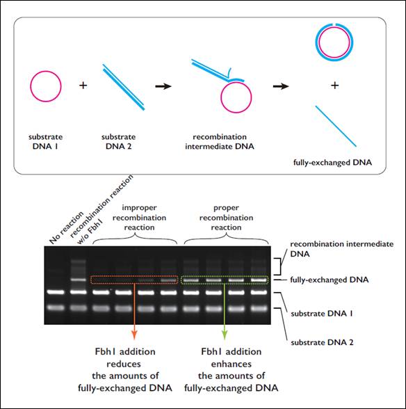 Figure 1. Fbh1 qualitatively regulates the recombination reaction
