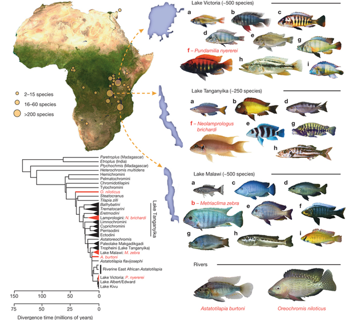 Figure: The adaptive radiation of African cichlid fish.