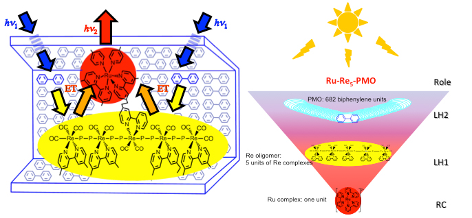 (Left) A ruthenium complex connected to the center of the rhenium tetramer is adsorbed into the mesopores of periodic mesoporous organosilica (PMO). (Right) Photons absorbed by PMO framework are first concentrated to the rhenium oligomers, and then to the ruthenium reaction center