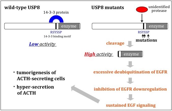 The mechanisms how USP8 mutations lead to Cushing's disease
