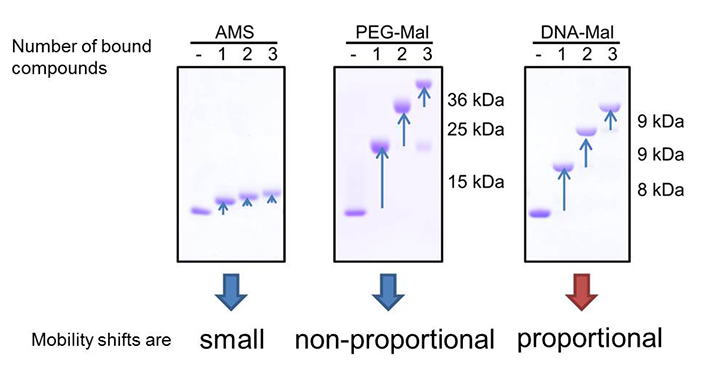 Comparison of mobility shifts derived from labeled maleimide compounds. AMS (left) derived mobility shifts are small. The mobility shifts of PEG-Mal labeled protein (middle) were not proportional and depending on the number of labeled maleimide compounds, making it difficult to determine the number of free thiols. In contrast, DNA-Mal (right) gave proportional mobility shifts, and the number of free thiols can be directly determined by the shifts.