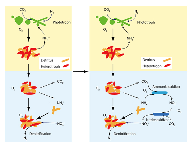 Diagram showing deep water ecosystems