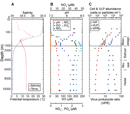 (A)Temperature and salinity, (B)oxygen, nitrate, nitrite, and phosphate concentrations and pH, and (C) the abundance of prokaryotic cells and virus-like particles (VLPs) and VLP prokaryote ratio (VPR) along the water column in the Challenger Deep.