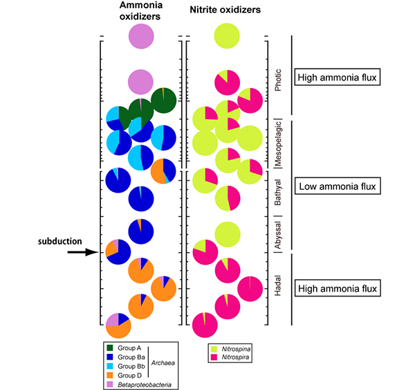 The abundance of subgroups of amoA (gene of ammonia monooxygenase subunit α) of ammonia oxidizers (ammonia-oxidizing Archaea and Betaproteobacteria) and SSU rRNA genes of nitrite-oxidizing bacteria (Nitrospina and Nitrospira) along the water column in the Challenger Deep. Each group's preference to electron donors is considered to be the following order of high concentration: 1) Ammonia oxidizers: Betaproteobacteria > Group D > Group A > Group B; and 2) Nitrite oxidizers: Nitrospira > Nitrospina