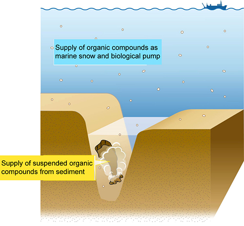 Diagram showing hadal trench biosphere