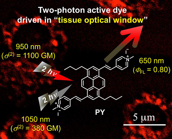 Two-photon active dye driven in "tissue optical window"