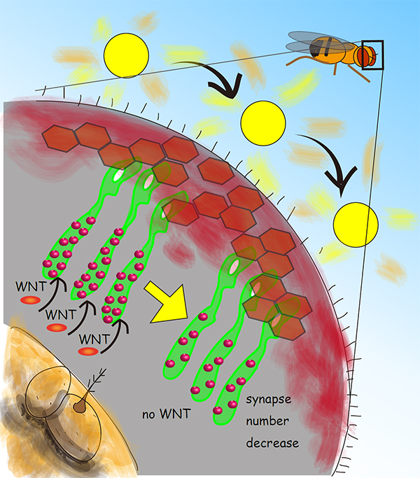 Schematic of the Drosophila visual system showing photoreceptor neurons (green) extending their axons to form synapses (red dots) with the brain neurons. When the fruit fly is exposed to natural light for 3 days the synapse number decreases. This suggests that the neuronal circuit plastically transforms by decreasing the number of efficient connections upon environmental changes, i.e. the light stimuli change. This research showed that the feedback signal mediated by the secreted protein WNT is required for the synapse change. Source: Takashi Suzuki