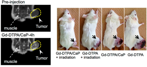 Images of mice bearing subcutaneous cancer tumors