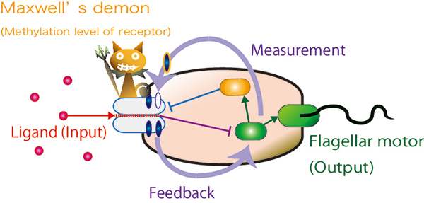 Schematic of "Maxwell's demon" inside E. coli cells