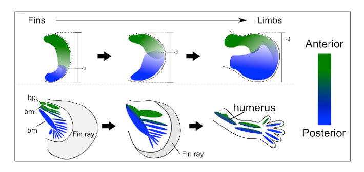 A model of the fin-to-limb evolution. A gradual shift of the balance of anterior (green) and posterior (blue) field might have led to the evolution from fins into limbs.