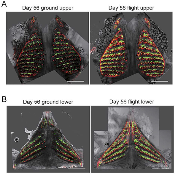 Comparison of fluorescent signals for osteoclasts and osteoblasts