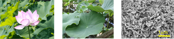 Lotus flower, lotus leaf and scanning-electron microscope image of lotus leaf