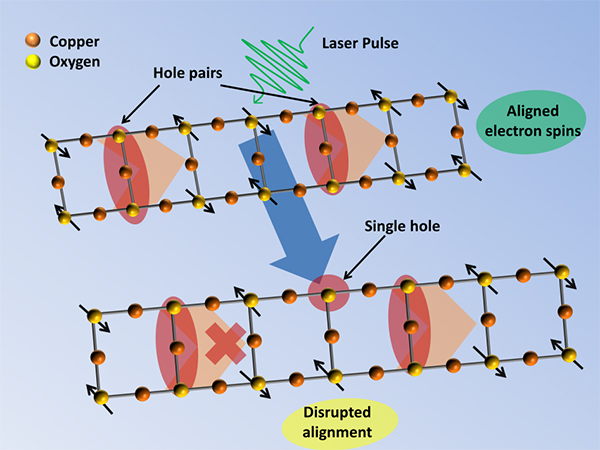 Illustration of a copper oxide ladder, showing the alignment of electron spins that allows hole pairs to travel along the ladder. Generating a new hole with a laser pulse disrupts the alignment of electron spins and makes it harder for the hole pairs to move along the disordered ladder.