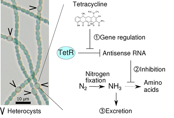 Metabolic engineering system for ammonia excretion developed in this study.