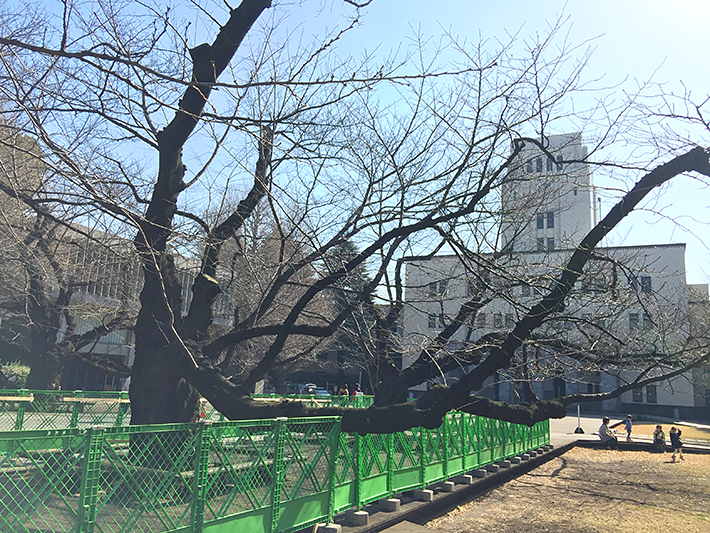 Cherry blossom trees under treatment in front of the Main Building