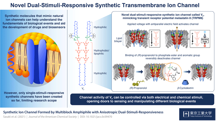 New Synthetic Transmembrane Ion Channel Can Be Activated in Two Ways