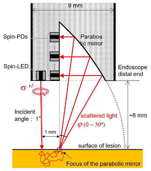 Figure 3. Cross-section of the designed endoscope probe for <i>in vivo</i> diagnosis of cancer progression