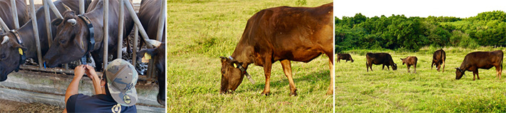 Cattle equipped with PETER at Sakura Farm in grazing field.