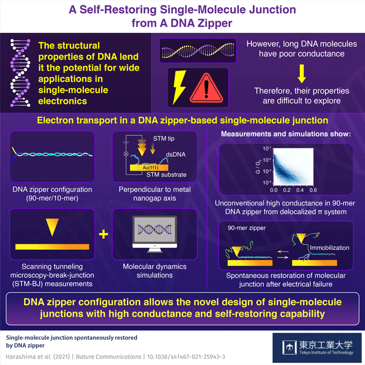 Towards Self-Restoring Electronic Devices with Long DNA Molecules