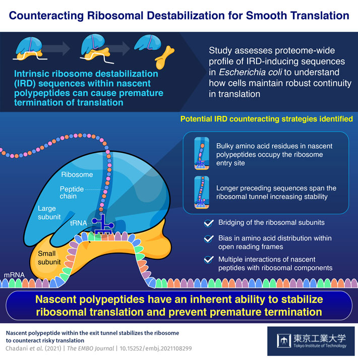 Nascent Polypeptides Stabilize Ribosomes for Uninterrupted Translation, Tokyo Tech Scientists Show