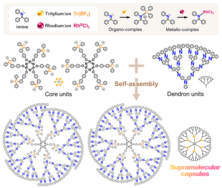 Figure 1. Synthesis of supramolecular capsules composed of core units and dendron units Tritylium ions and rhodium ions are co-accumulated with imines introduced into the dendron unit to form organo-complexes and metallo-complexes. In this study, the organo-complex was used for the synthesis of supramolecular capsules. Image source: Dr. Tsukamoto, Tokyo Tech