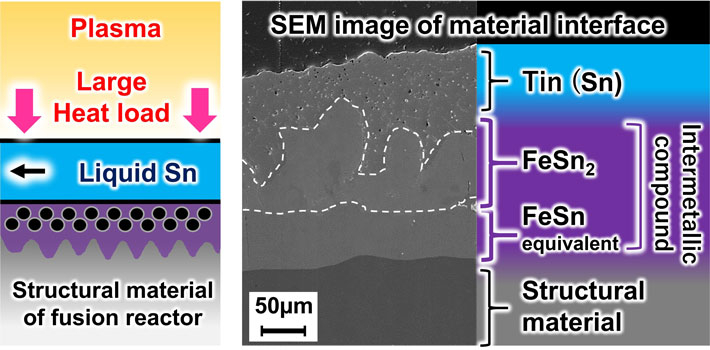 Chemical interaction between liquid metal tin (Sn) and structural material of divertors for fusion reactors