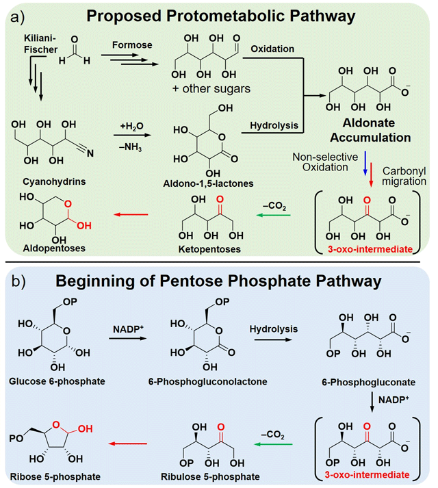 Figure 2. Two different pathways for the synthesis of pentoses (a) Proposed protometabolic pentose pathway leading to the accumulation of aldonates followed by nonselective oxidation to uronates, carbonyl migration, and β-decarboxylation. (b) First few steps of the pentose phosphate pathway shown for comparison. Credit: Reproduced from Yi et al. 2023 JACS Au