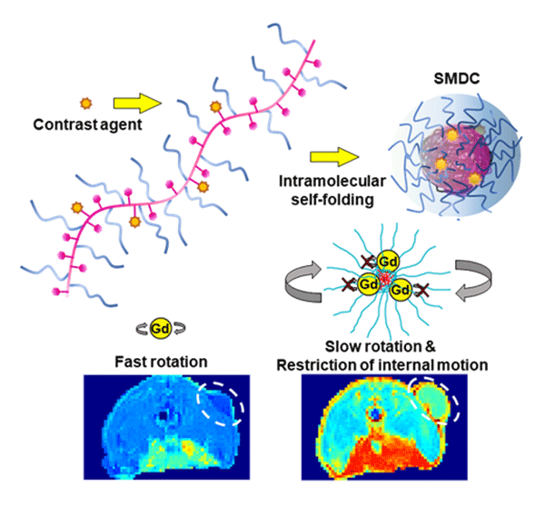 Figure 1 Self-foldToing mechanism leads to enhanced contrast in MRI scans By incorporating Gd-based contrast agents into a self-folding polymer, researchers from Tokyo Institute of Technology produced nanosized complexes where the motion of Gd ions is restricted. The small size of these complexes led to better accumulation in tumors, and the limited rotation and motion of Gd ions increased the MRI signal, leading to improved contrast.