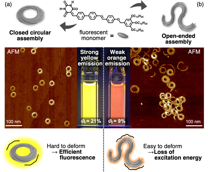 Figure 1 Structure-dependent fluorescence properties of molecular assemblies. (a) The toroidal assemblies with no termini are not easily deformed in solution, resulting in less excitation energy loss and strong yellow fluorescence. (b) The randomly coiled assemblies are easily deformed, resulting in excitation energy loss and a weak orange fluorescence. Image credit: Sho Takahashi from Chiba University, Japan Usage restrictions: Cannot be reused without permission.