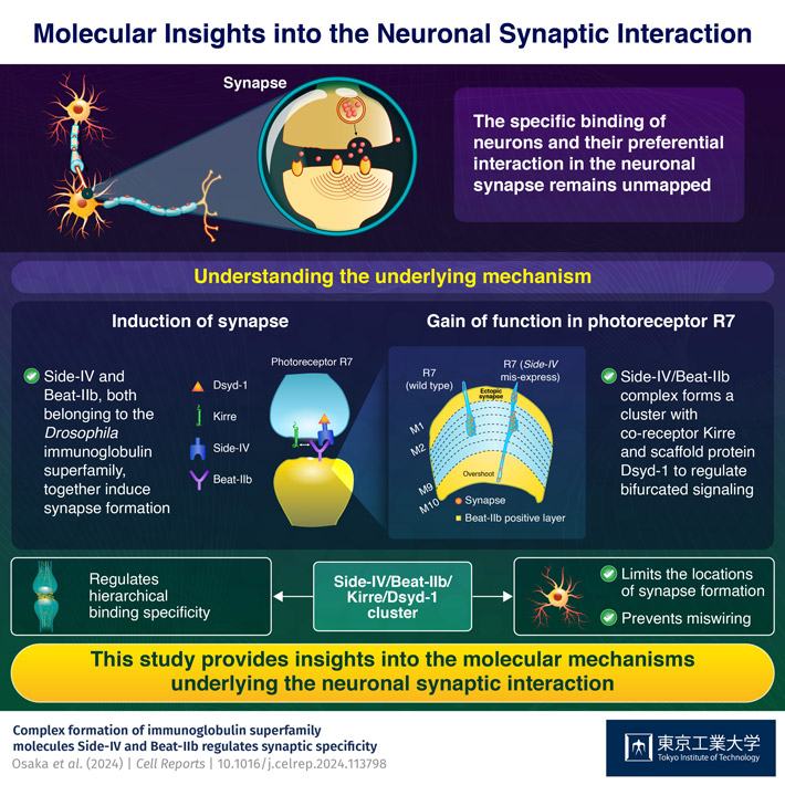 A Molecular Route to Decoding Synaptic Specificity and Nerve Cell Communication