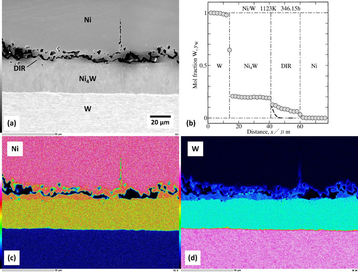 Figure 1 Kirkendall effect in Ni—W alloy system The interdiffusion of Ni and W results in the formation of Ni4W as an intermetallic layer. At the interface between the Ni4W layer and Ni phase, Kirkendall voids are observed.
