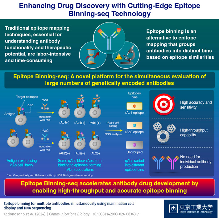 Figure 1 Enhancing Antibody Drug Discovery with Epitope Binning-seq Technology The novel Epitope Binning-seq technology streamlines antibody epitope binning and enables the simultaneous evaluation of large numbers of genetically encoded antibodies, grouping them into distinct epitope bins with high accuracy and sensitivity.