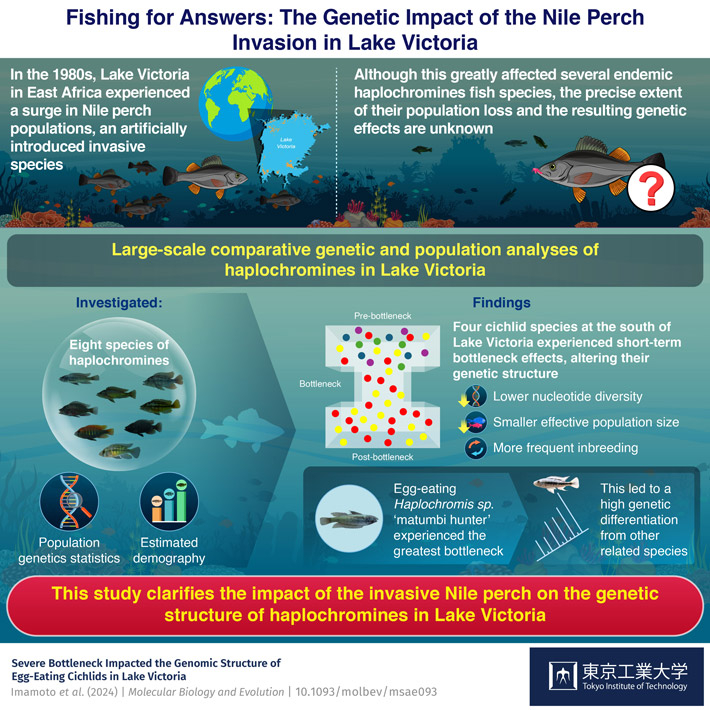 Nile Perch Invasion Triggered Genetic Bottlenecks in Lake Victoria's Endemic Cichlids