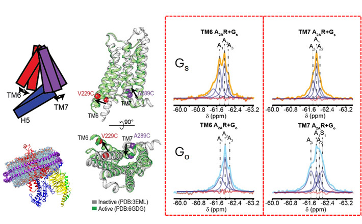 Figure 2. 19F-NMR spectra of A2AR (red box) identifies two activation states (orange peaks on left) used to couple to cognate (Gs) and one state (blue peak on left) to non-cognate (Go) G proteins (TM6) while TM7 labeling reveals dynamic differences (right peaks) between Gs and Go bound A2AR. Dual TM6 activation states enable greater diversity of coupling partners while TM7 dynamics dictates coupling efficacy.