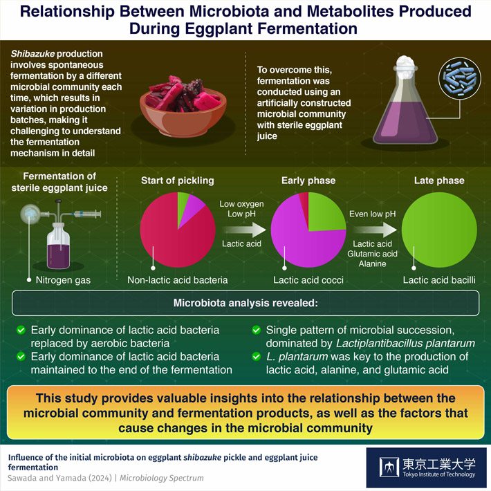 Relationship Between Microbiota and Metabolites Produced During Eggplant Frementation