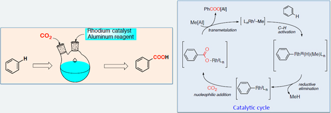 Synthesis of benzoic acid from benzene and CO2 utilizing rhodium catalyst