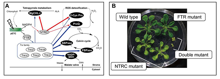 A. Proposed model of the chloroplast redox network. The NTRC and Trx families have distinct target proteins (red arrows and blue arrows, respectively). They have different reducing power transfer efficiencies for common targets (2-Cys Prx, CHLI, and PrxQ, represented with varying thickness of arrows). Possible redox pathways around Trx-z suggested by this study and other previous studies (dotted arrows) are also shown. B. Phenotypic effects of mutating FTR/Trx only, NTRC only, or FTR/Trx and NTRC. Absence of NTRC results in pale green leaves and absence of both FTR/Trx and NTRC results in stunted growth. As published in PNAS.