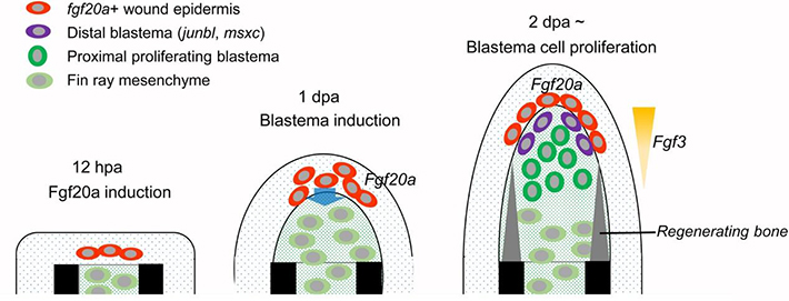 The proposed roles of Fgfs during fin regeneration.