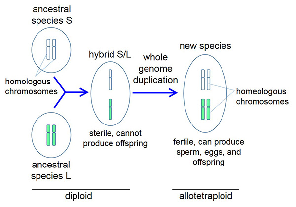 Genesis of the Xenopus ancestor