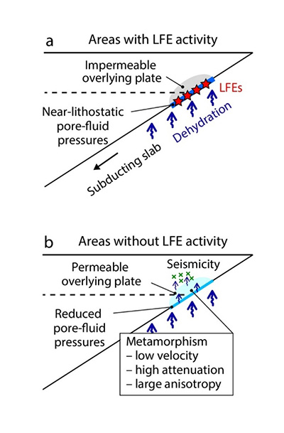 Schematic models for the development of pore-fluid pressure along the megathrust