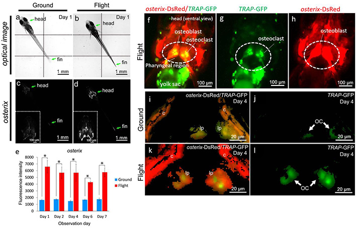 Bone metabolism under microgravity — Increase of fluorescent signals of osteoblasts and osteoclasts in medaka.