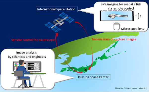 Scheme of live-imaging method under microgravity.