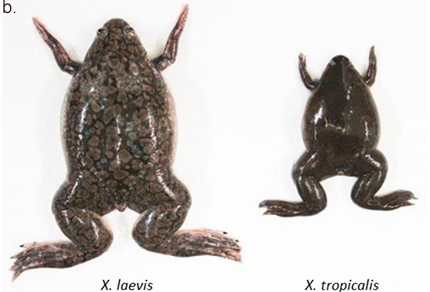 Figure b. Claw frogs X. laevis and X. tropicalis have tetraploid and diploid genomes, respectively.