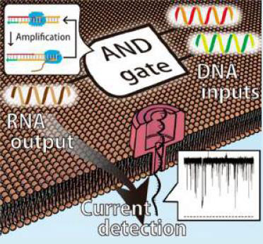 DNA computing molecules are detected by nanopore proteins reconstituted in artificial cell membranes. Input DNA molecules were converted and output as RNA molecules, and then the RNA molecule information passing through the nanopore was extracted electrically.