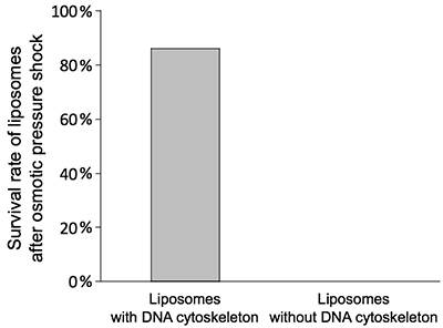 Survival rates of liposomes after osmotic pressure shock when the osmotic pressure is applied to liposomes with the DNA skeleton (left) and without it (right).