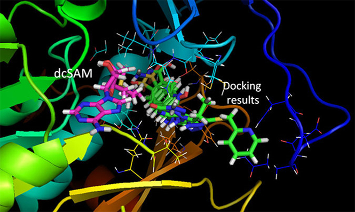 Results of the TcSpdSyn-ligand docking analysis.