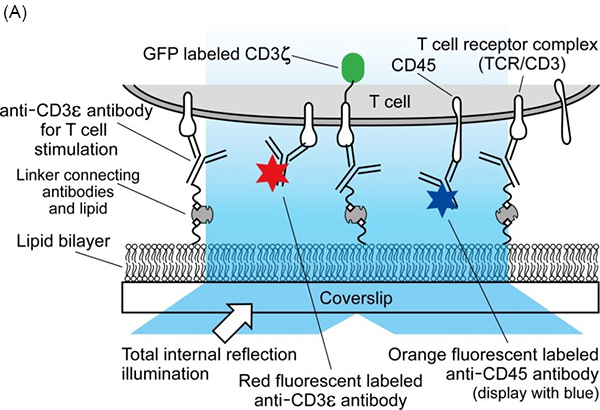 Schematic illustration