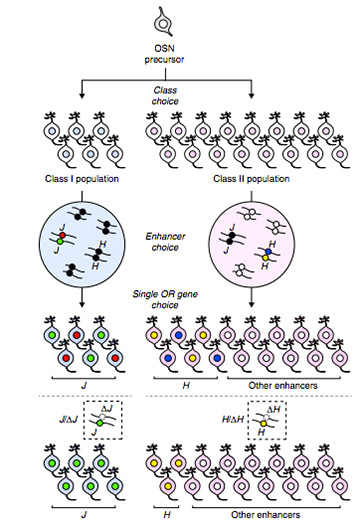 Mechanism by which J element determines expression of olfactory receptor genes.