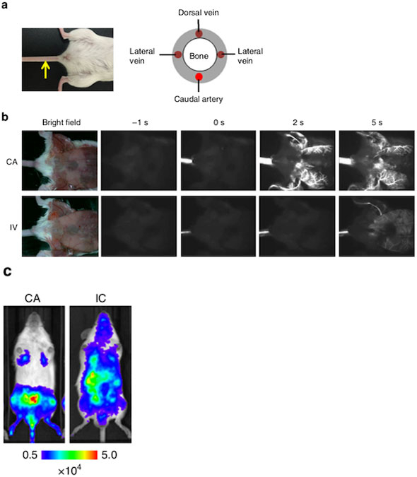 Caudal artery (CA) injection efficiently delivered cancer cells to the bone marrow of the hind limbs in mice.