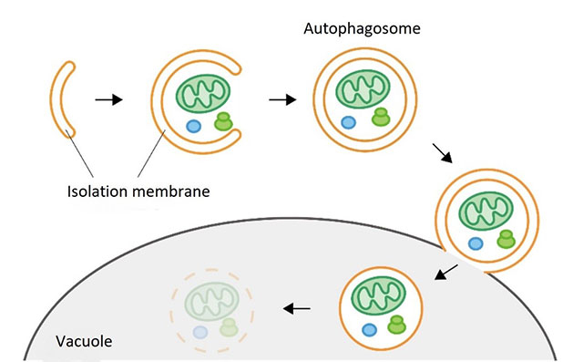 Figure 1. Autophagy process